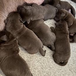 Belle Star - Chocolate female Labrador Retriever puppy in Turner, Maine from Bear Pond Retrievers