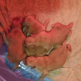 Boy 1 - Golden male Golden Retriever puppy in Mica, Washington from SwanSun Golden Retrievers