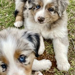 Australian Shepherd, Miniature Australian Shepherd, and Toy Australian Shepherd Puppies from Hunt Farms Mini Aussies