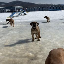 Male- Orange Collar - Red male Boerboel puppy in Flemingsburg, Kentucky from Aussgardian Boerboels