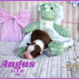 Angus - Red male Miniature Australian Shepherd puppy in Madisonville, Texas from Flying LL Aussies