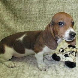 Dachshund Puppies from Cranberry Dachshunds