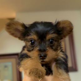 Emerald - Black and tan female Yorkshire Terrier puppy in Fontana, California from Yorkie