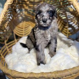 Cabernet Sauvignon - Girl 2 - Blue merle female Aussiedoodle puppy in Pomona, California from Socal Aussiedoodles