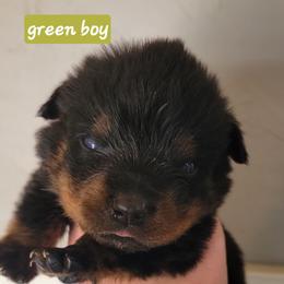 Green boy - Black and mahogany male Rottweiler puppy in Custer County, Oklahoma from Rough Creek Kennels