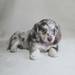 Dove - Dapple female Dachshund puppy in Pana, Illinois from Doxie Waggin Tails