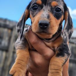 Georgia - Dapple female Dachshund puppy in Penrose, Colorado from Double Trouble Dachshunds