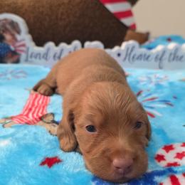 Chocolate based ee red - Chocolate male Dachshund puppy in West Plains, Missouri from Spring Creek Dachshunds