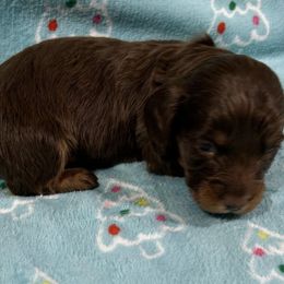 Conner - Chocolate and tan male Dachshund puppy in Little Rock, Arkansas from Divine Doxies