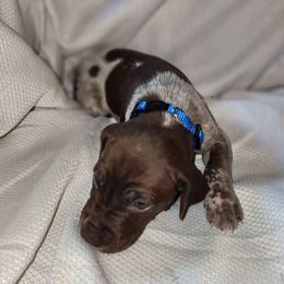 Boy 5 - German Shorthaired Pointer puppy from Dow Family