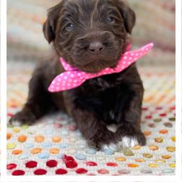 Miss Hot Pink - Chocolate female Australian Labradoodle puppy in Wake Forest, North Carolina from Lucky Country Labradoodles