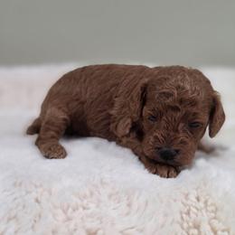 Freedom (AKC) - Red  male Poodle puppy in Rainbow City, Alabama from Spinks Poodles