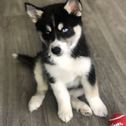 Siberian Husky Puppies from OAZS Pups