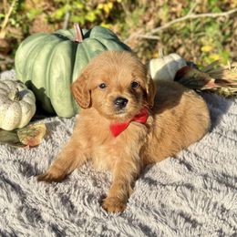 Rascal (Red Bow) OFA - Apricot male Cavapoo puppy in Falmouth, Michigan from Dyer Lake Newfoundland’s
