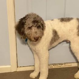 Aussiedoodle Puppies from Drew’s Aussies & Doodles