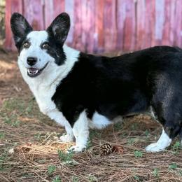 Bridgett - Black and white female Cardigan Welsh Corgi puppy in Hope, Arkansas from Foxy Knoll Farm