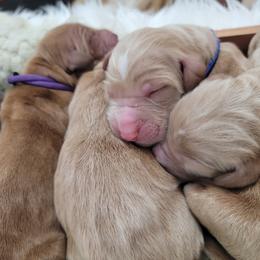 Goldendoodle Puppies from Auburn Hills Doodles & Poodles