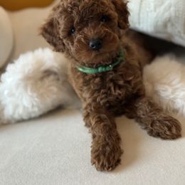 Poodle Puppies from Alina talmage cipu