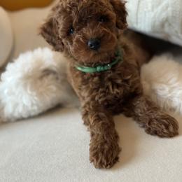 Poodle Puppies from Alina talmage cipu