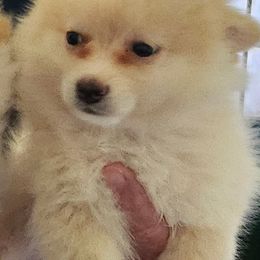 Pomeranian puppies from Paradise Chihuahua Kennel