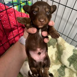 Timber AKC - Chocolate and tan male Dachshund puppy in Erie, Michigan from Champagne’s Grinch Toe’d Dachshunds