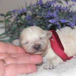Jitterbug - Cream female Maltipoo puppy in Arkansas from Brew House
