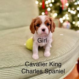 Cavalier King Charles Spaniel and Cavapoo Puppies from Waggin Tails