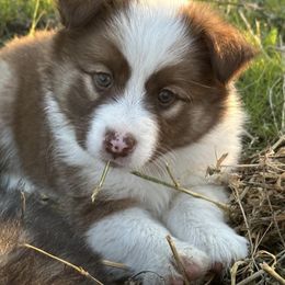 Icelandic Sheepdog Puppies from Tobiasson icie
