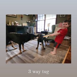 German Shepherd Puppies from Royalty German Shepherds