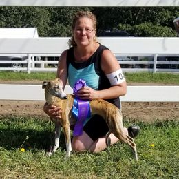 Athena  - Whippet