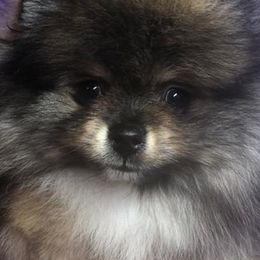 Pomeranians from JenL Poms