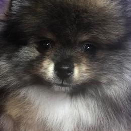 Pomeranians from JenL Poms