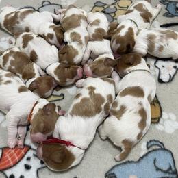 Boy 2 - Brittany puppy from Campbell's Brittanys