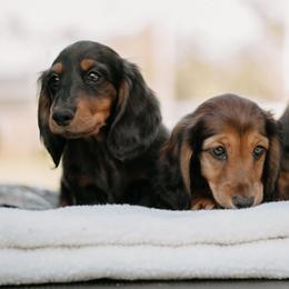 Dachshund Puppies from EntityDachs