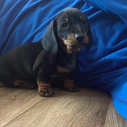 Finch - Black and tan male Dachshund puppy in Richmond, Kentucky from Cemcade Dachshunds