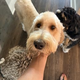 Lola - Goldendoodle