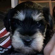 Miniature Schnauzers and Standard Schnauzers from Braveheart Standard Schnauzers