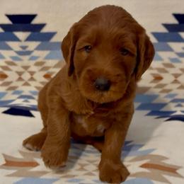 Aloha (Pink collar girl) - Red  female Goldendoodle puppy in Phelan, California from High Desert Doodles - the original