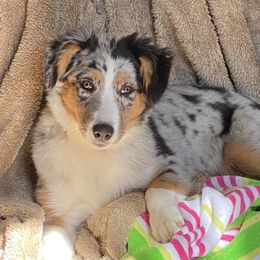 Australian Shepherds from Open Ridge Farms
