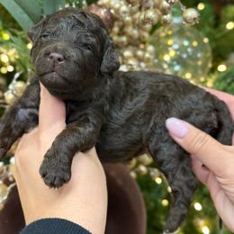 Snickers - Chocolate male Goldendoodle puppy in Miami, Florida from Jade’s Paws & Co. Of Miami LLC