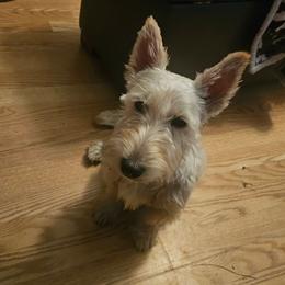 Reba - Scottish Terrier
