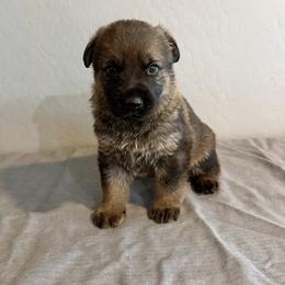 Green - Sable male German Shepherd puppy in Buckeue, Arizona from Légende Vivante Du Chief Kennel