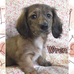 WREN 4000 - Brindle female Dachshund puppy in Gatesville, Texas from CJ's Dach Dynasty
