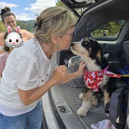 Girl 4 Mrs. Tiggy winkle - Tri-color female Bernedoodle puppy in Vancouver, Washington from Doo a Little Doodle