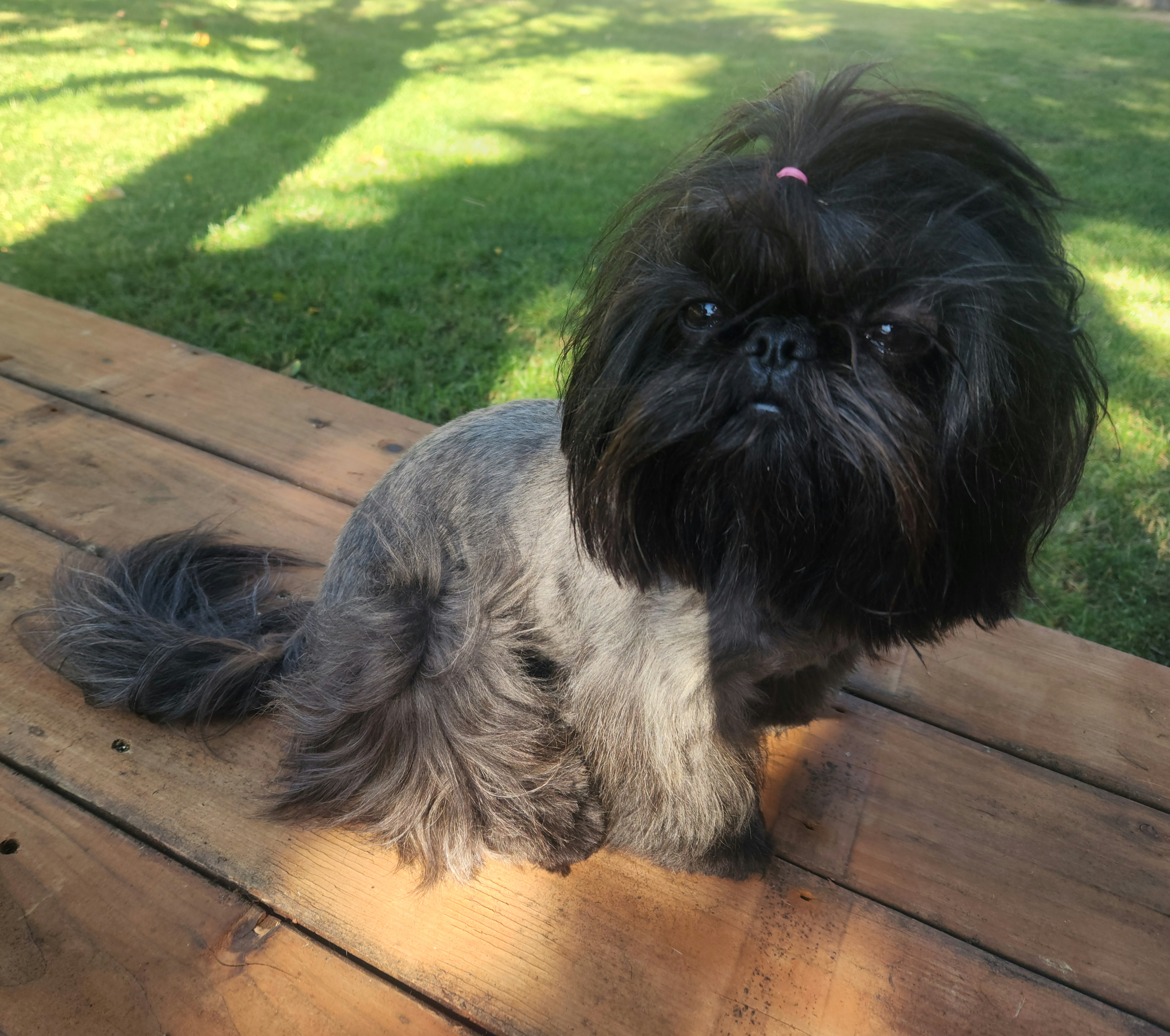 Beyla - Shih Tzu