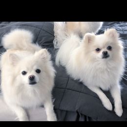 Pomeranian All Grown Up from Pomeranian puppies