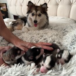 Rosie - Pomsky