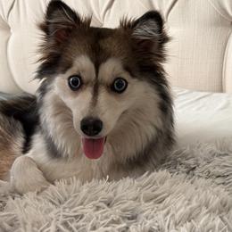 Rosie - Pomsky