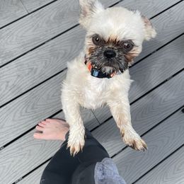 Shih Tzu puppies from Dempsey’s Darlings