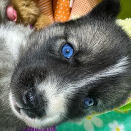 AKC Peter - Agouti and white male Siberian Husky puppy in Centreville, Maryland from Huskies By the Bay